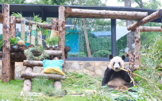 熊猫丫丫迎23岁生日 回中国3个月变胖了