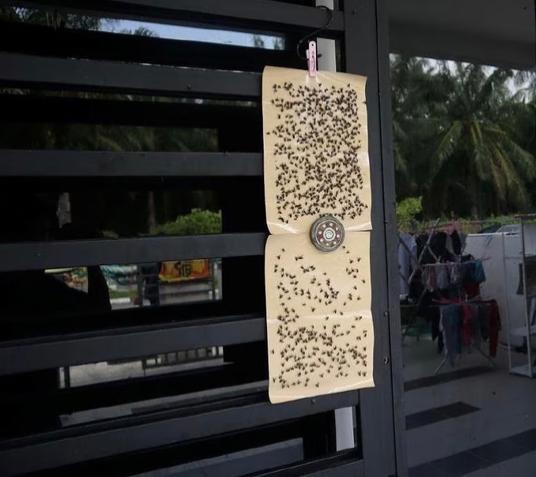 疑附近禽畜业引发 曼绒苍蝇为患