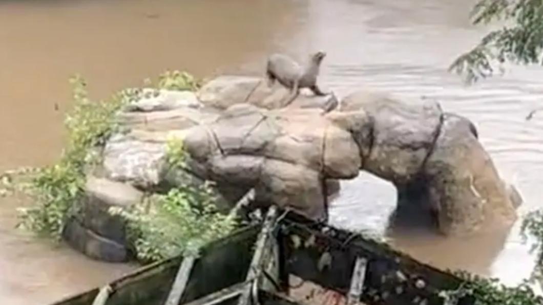 纽约暴雨淹水 动物园海狮上演逃亡记