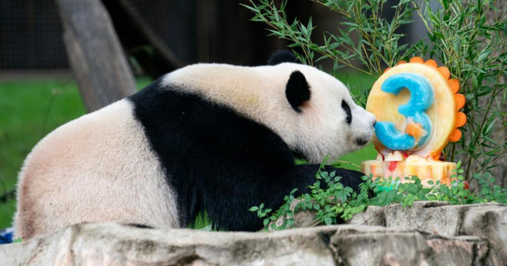 明年底前返回中国 中美熊猫外交或结束