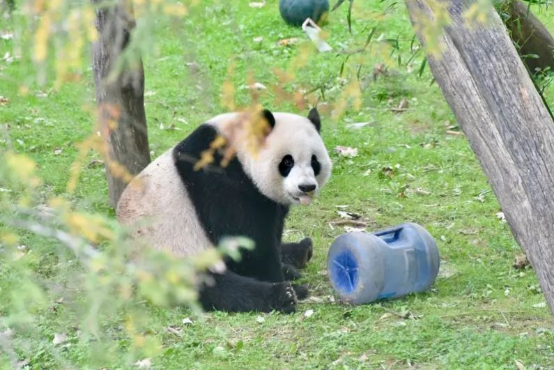 华盛顿动物园办熊猫告别派对