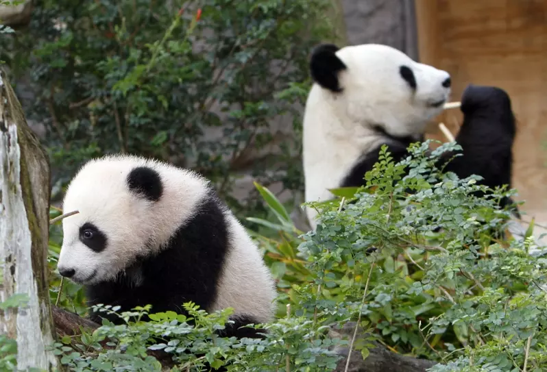 习近平意外提出“熊猫外交” 白宫表欢迎