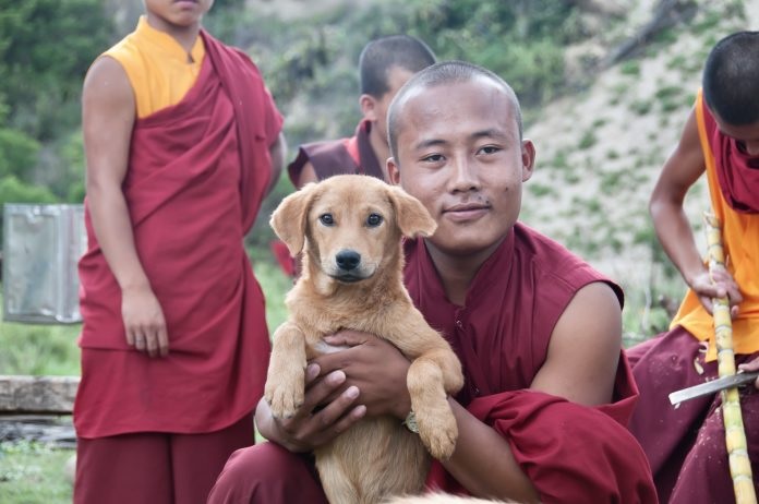 全球第一个 不丹全国流浪狗完成结扎