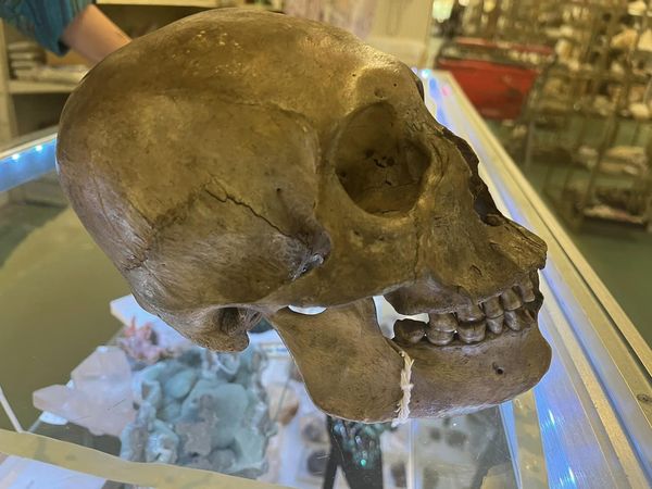 二手店卖万圣节骷髅头 竟是真的死人头骨!