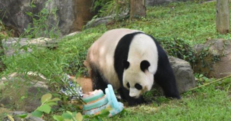 熊猫有望回归加州动物园? 习近平亲口回应了