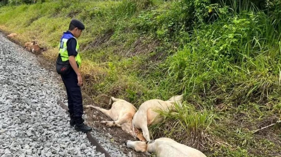 牛群闯入火车轨道