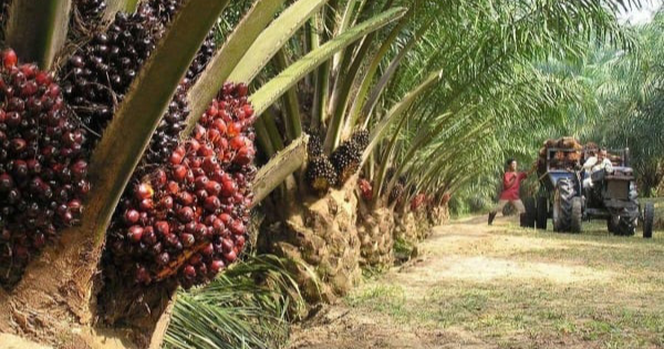 欧盟生物柴油决定 大马申诉遭世贸小组驳回