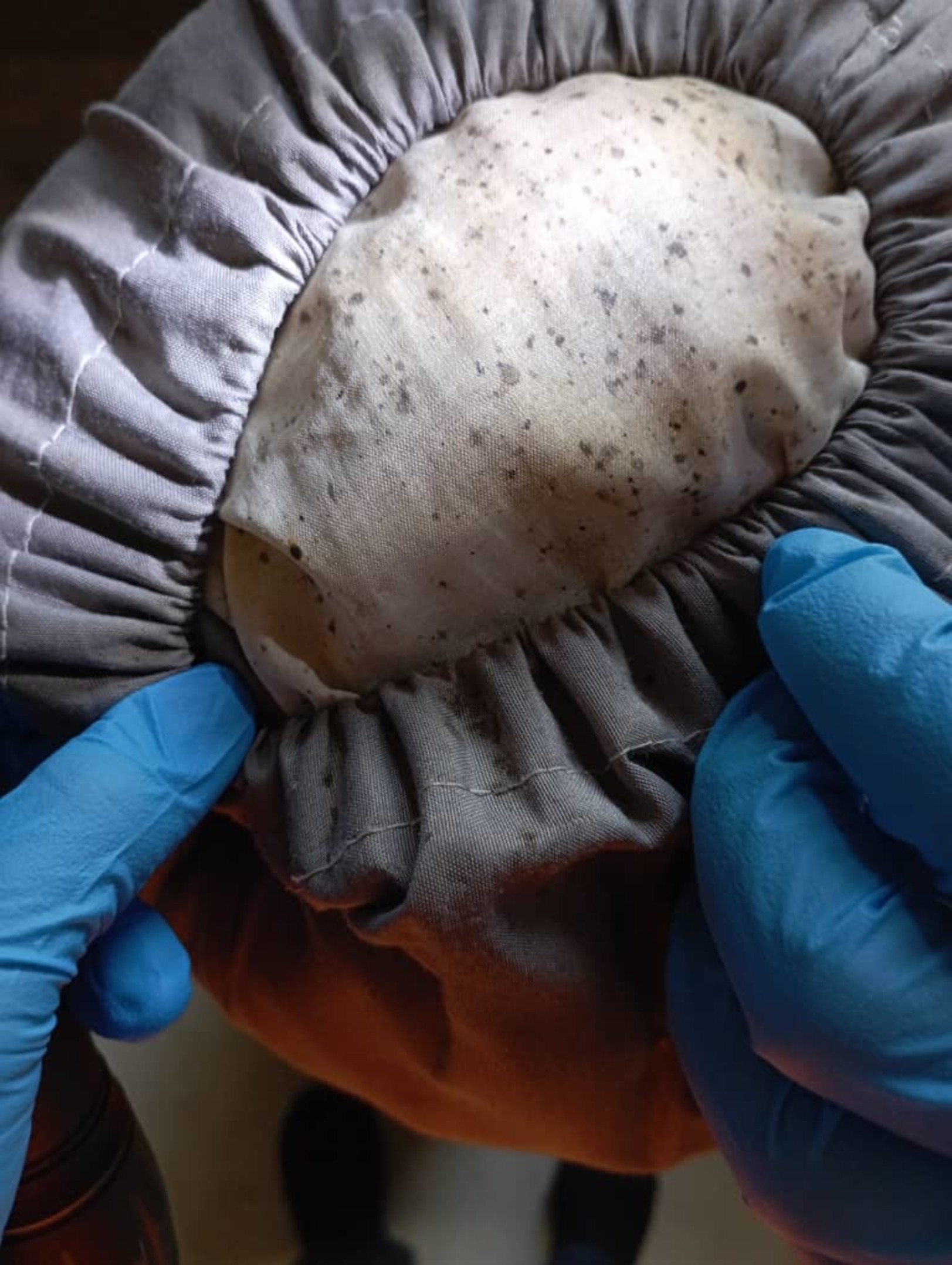 床虱 床褥 枕头 抱枕