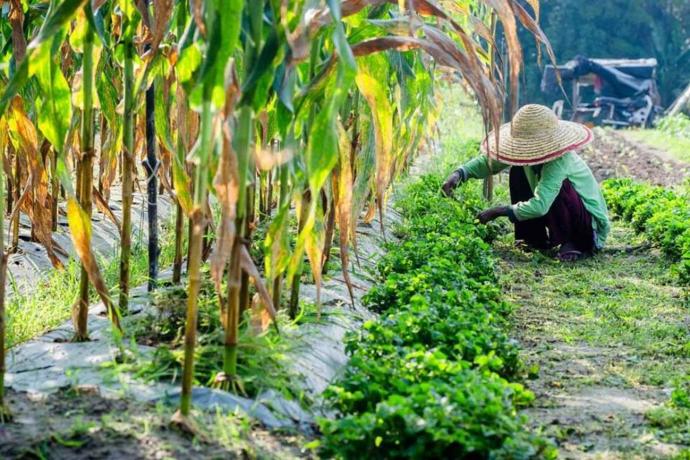 【独家】种植无认证·农药恐超标 菜业“劳板”敲食安警钟