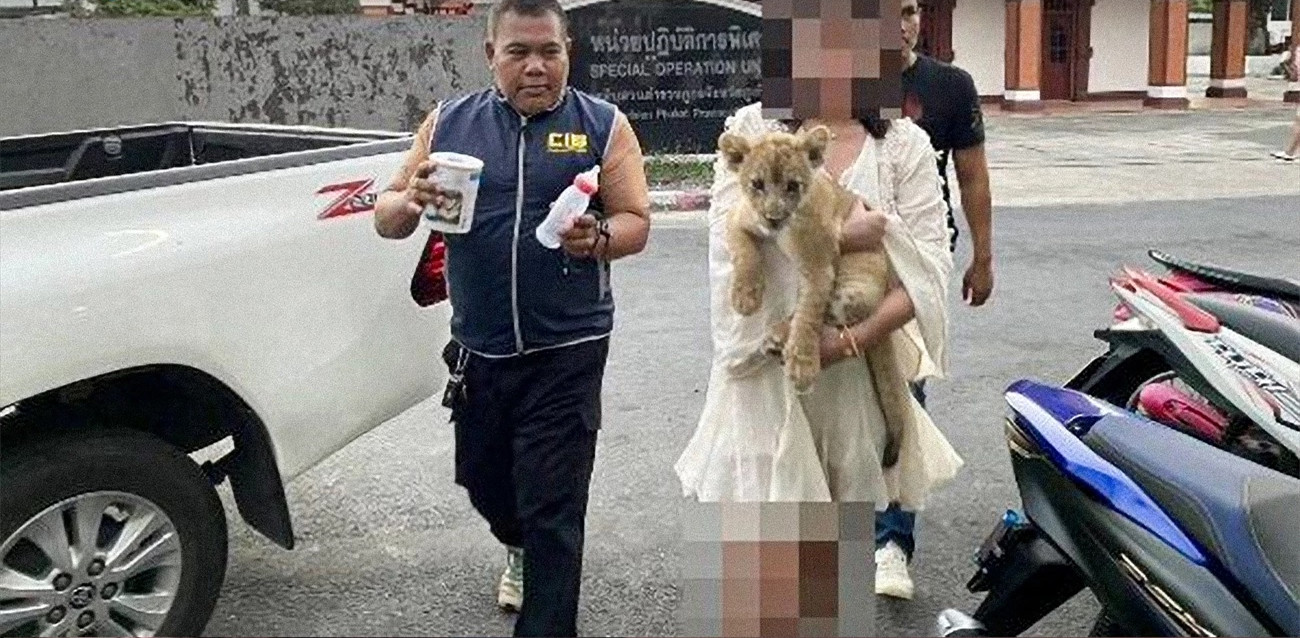 酒店内养狮子? 中国妇普吉岛被捕