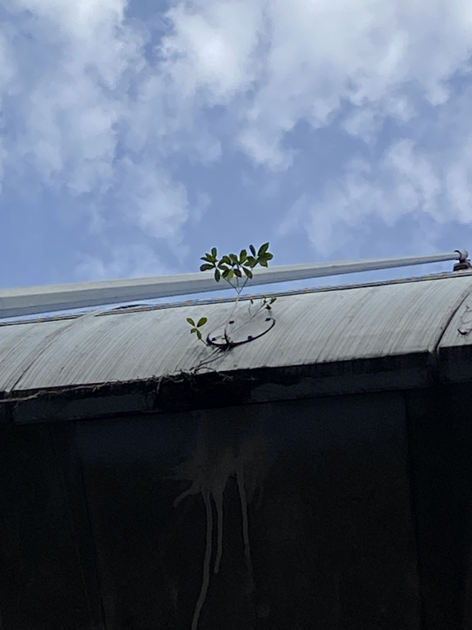 人生惯性/黄康伟