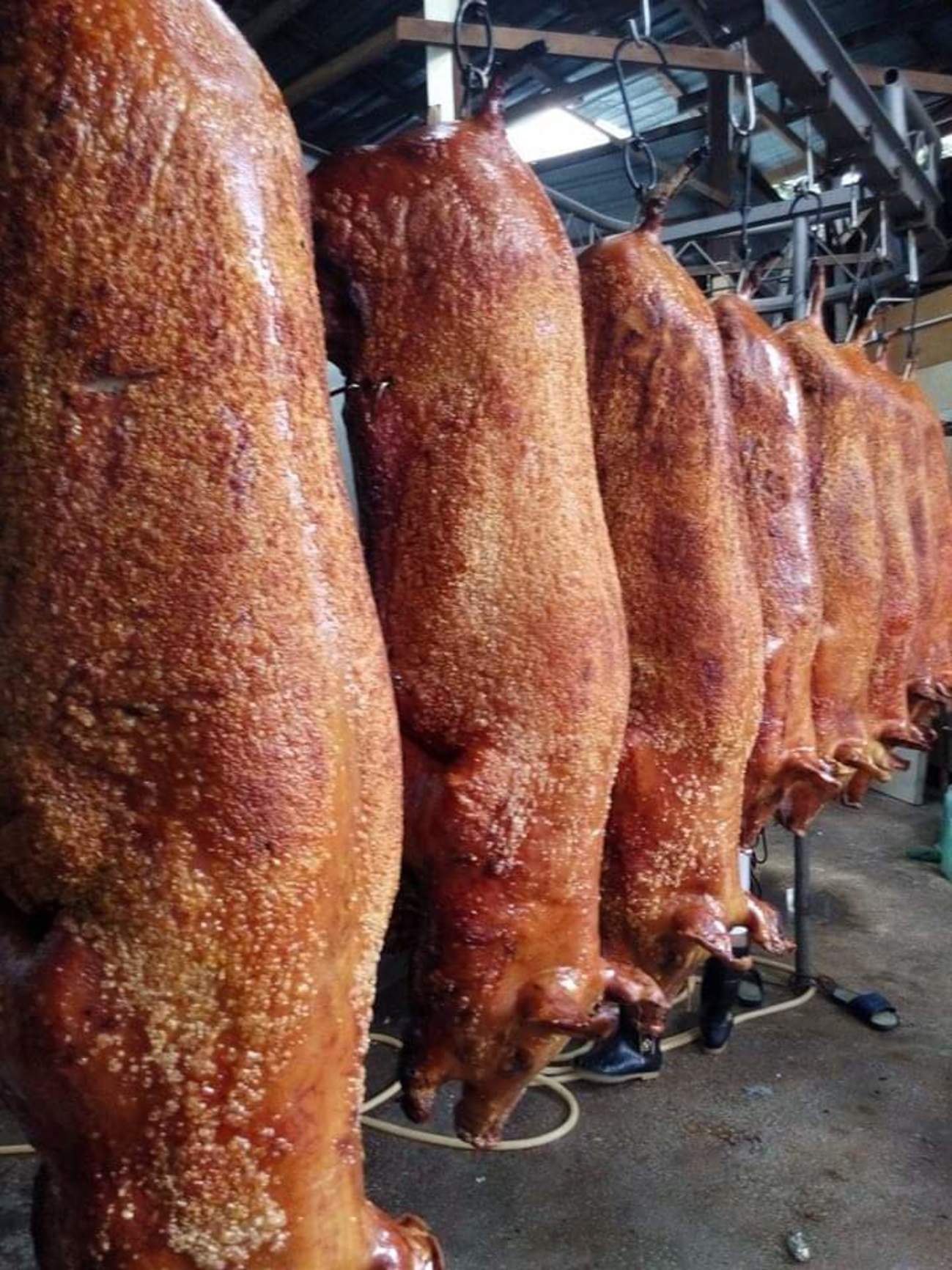 【独家】供应大减·价格飙涨 今年拜天公吃贵金猪