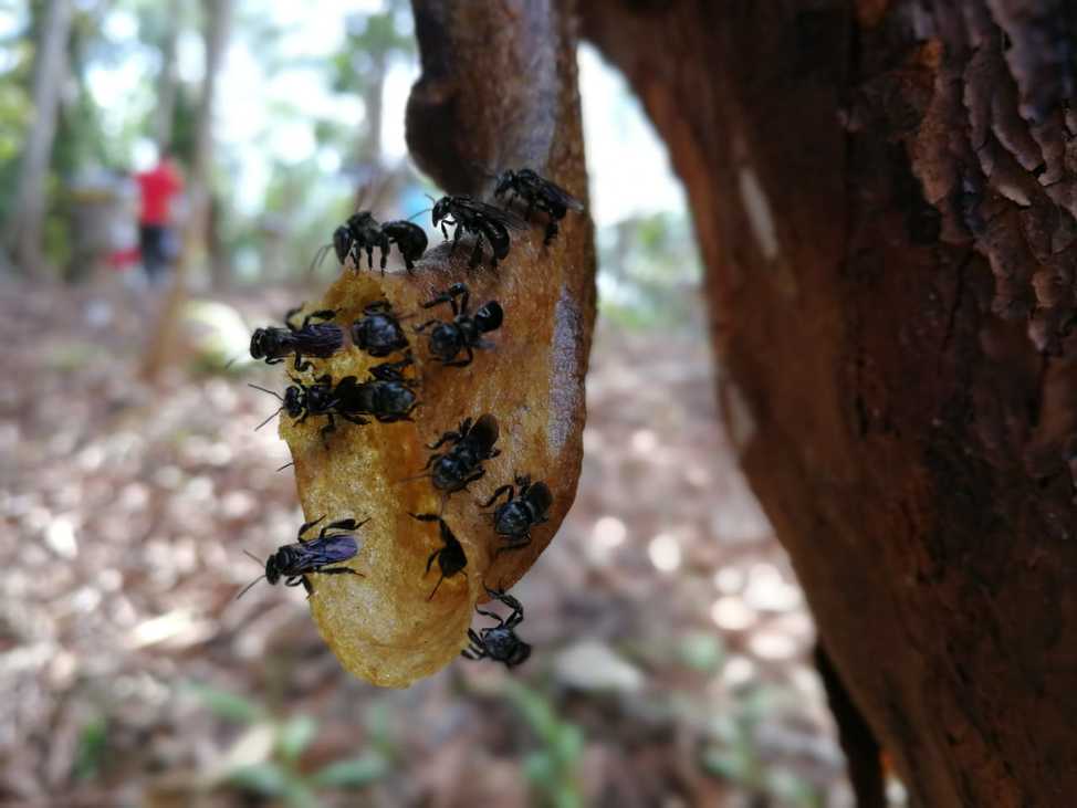 【獨家】憂人造果糖掀假蜜疑慮 養蜂業者籲修法正名