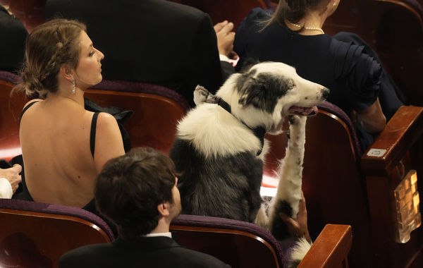 牧羊犬梅西