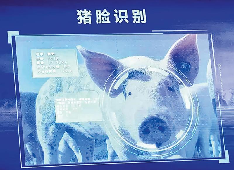 猪脸识别 人工智能 养猪