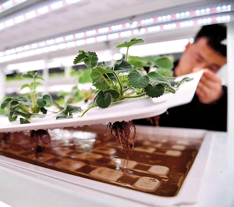 精准农业 垂直农业 农业