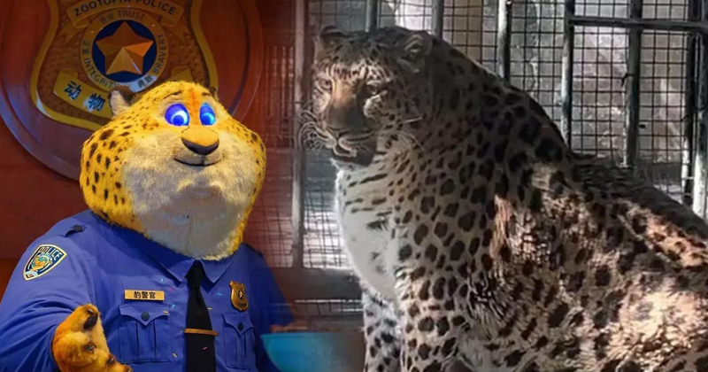 一整只鸡不吃·走两步就喘 四川豹胖上热搜