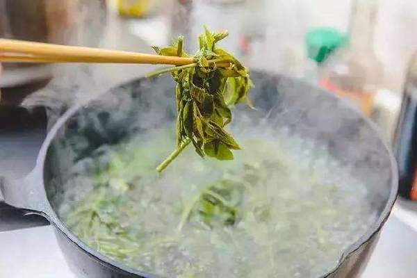 香椿