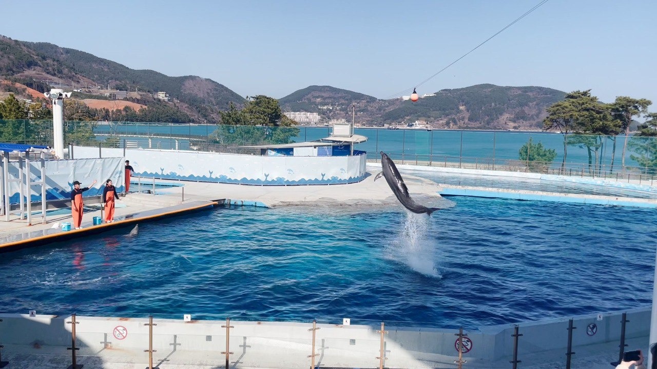 呕吐腹泻仍被迫表演病亡 水族馆挨批“海豚坟场”