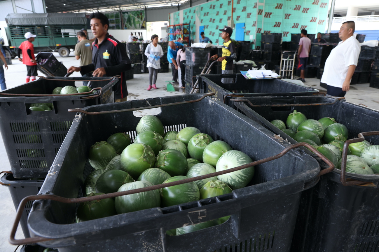 槟城蔬菜水果零售与批发、迷你超市总站