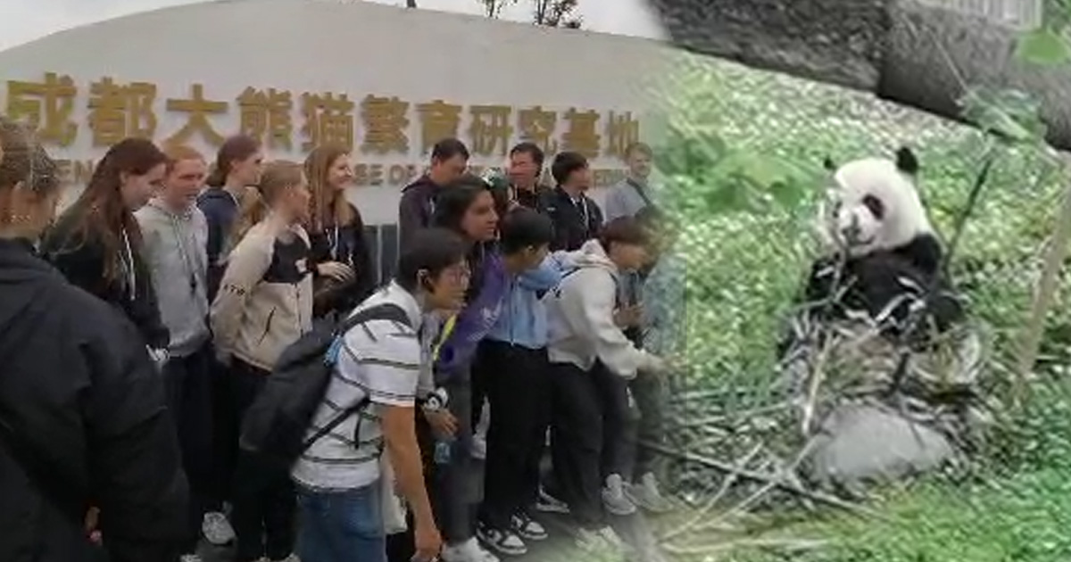 可爱熊猫萌倒汤尤杯球员
