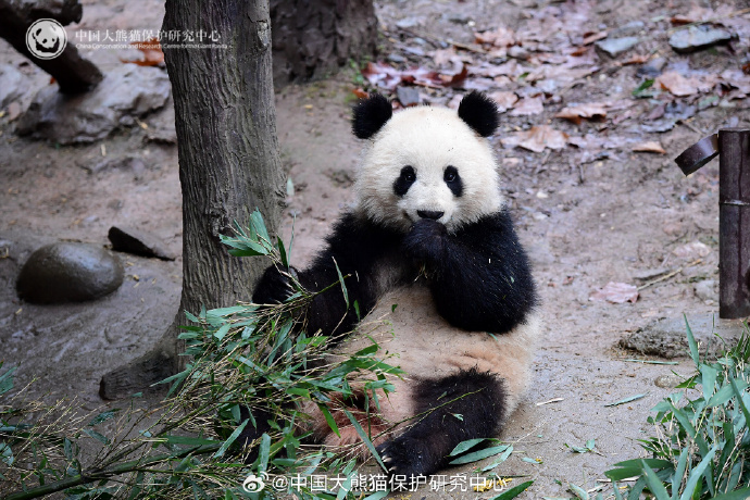 入住華盛頓國家動物園 大熊貓寶力及青寶將赴美