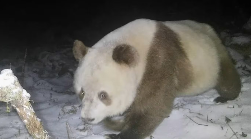 时隔6年 中国第11次发现野生棕色大熊猫