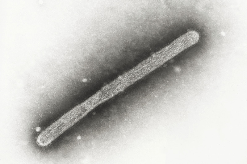 H5N1 禽流感病毒