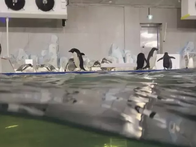 企鹅 Penguin