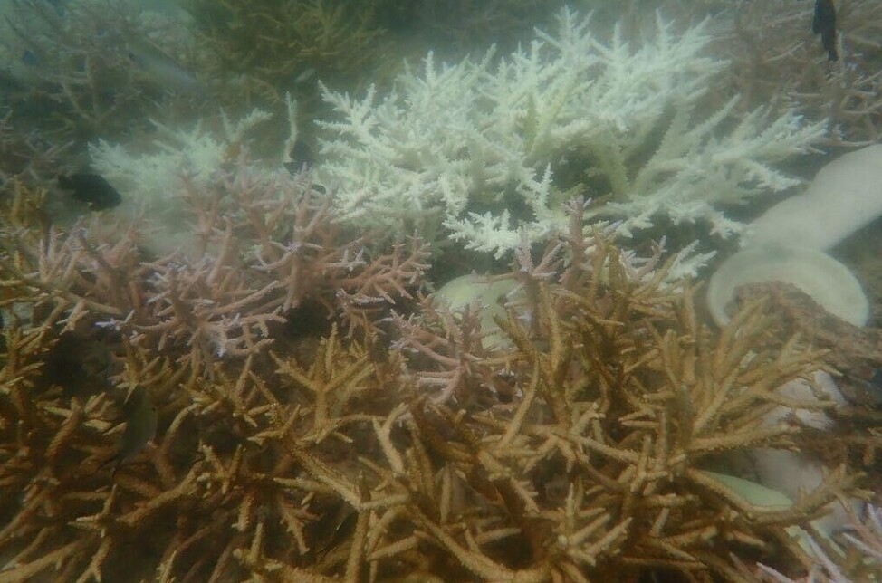 因珊瑚白化严重 皮皮岛区域暂停浮潜