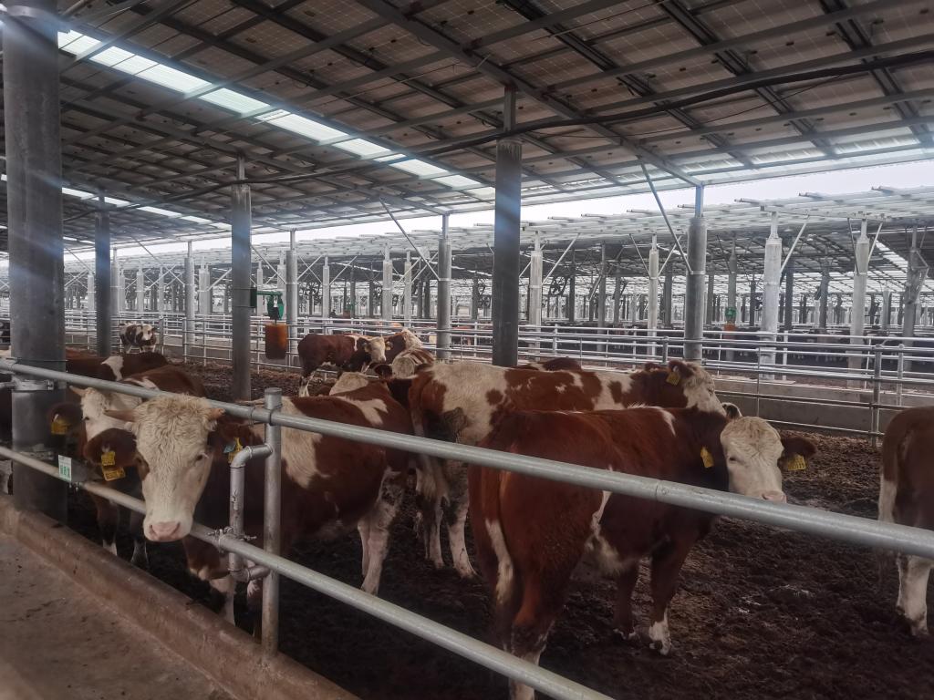 牛肉价格大幅下跌 中国养牛户正陷亏损