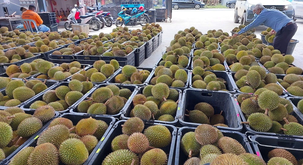 大马首批榴梿鲜果月杪运抵中国