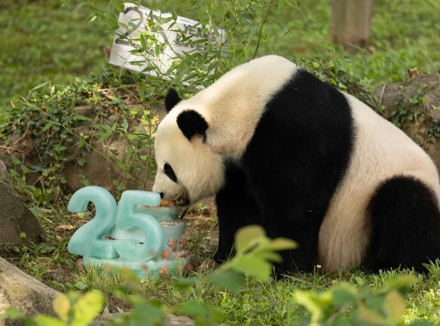 熊猫外交 谁是赢家?