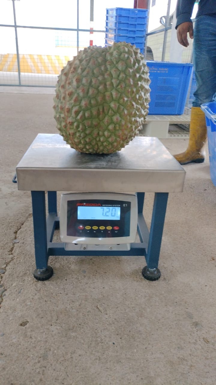 彭亨皇家榴莲集团 收获7.2kg“黑刺之王”