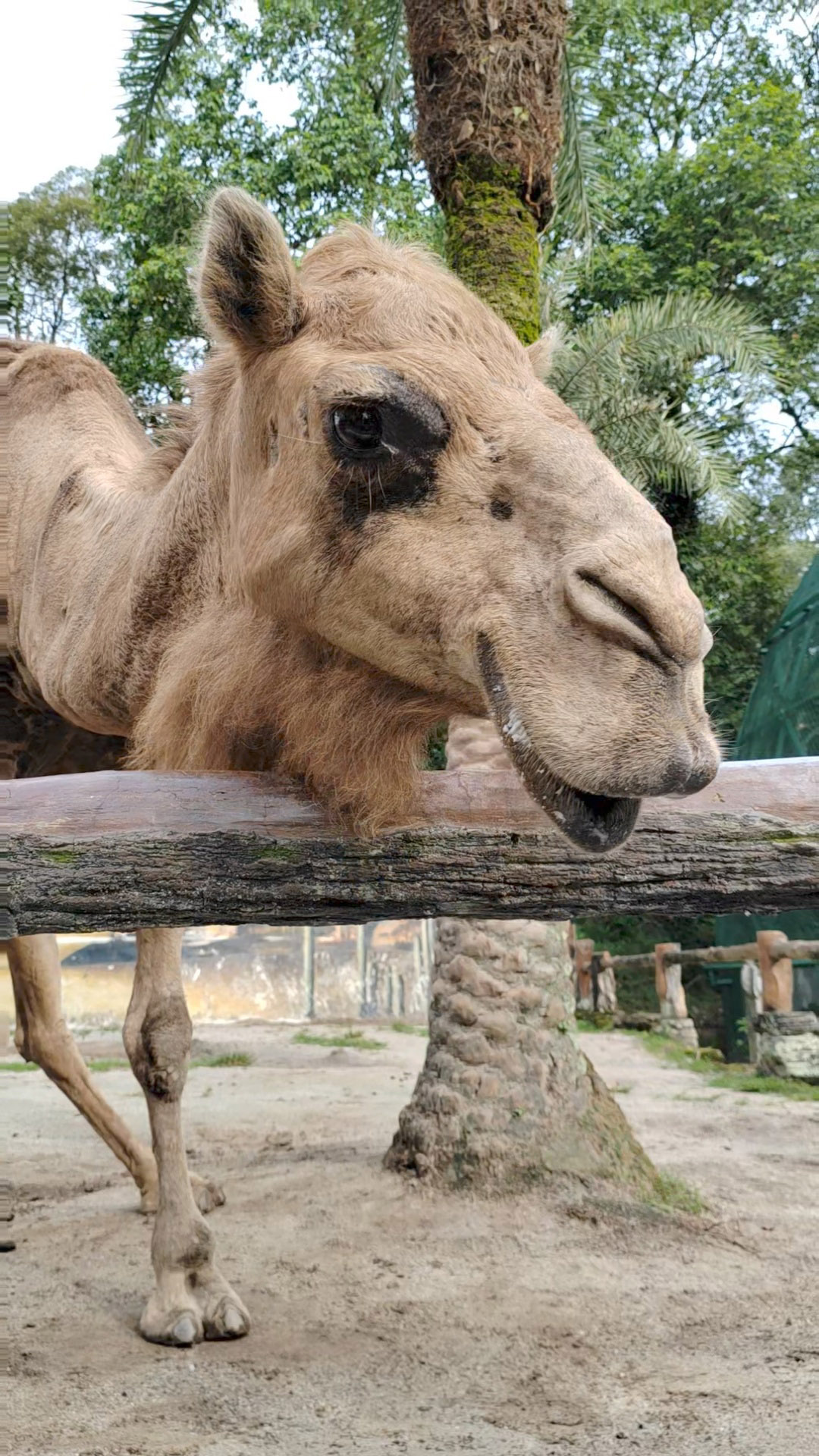 zoo johor 柔佛動物園