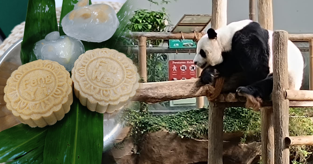 【南视界】专属福娃凤仪的月饼 熊猫开心过中秋