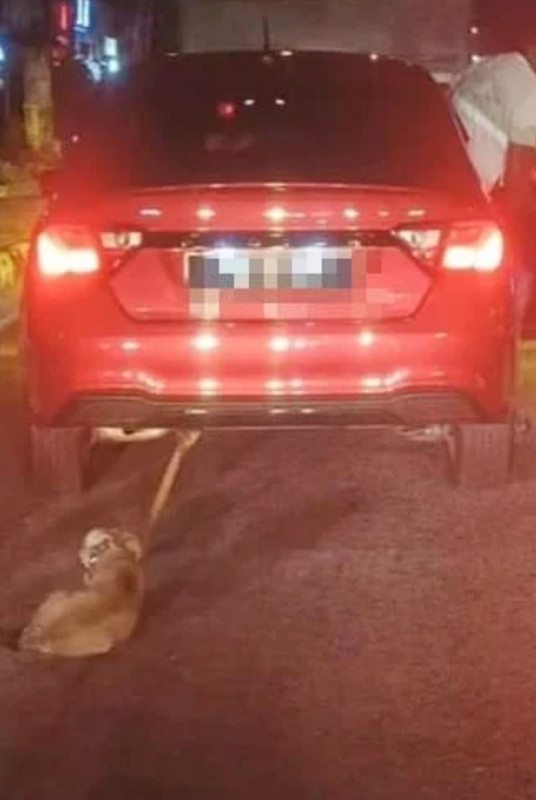 小狗绑车 虐狗