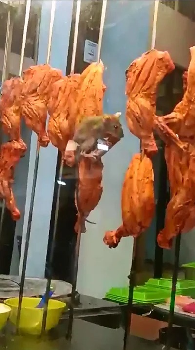 老鼠爬上烤鸡架吃鸡 食客发现惊叫