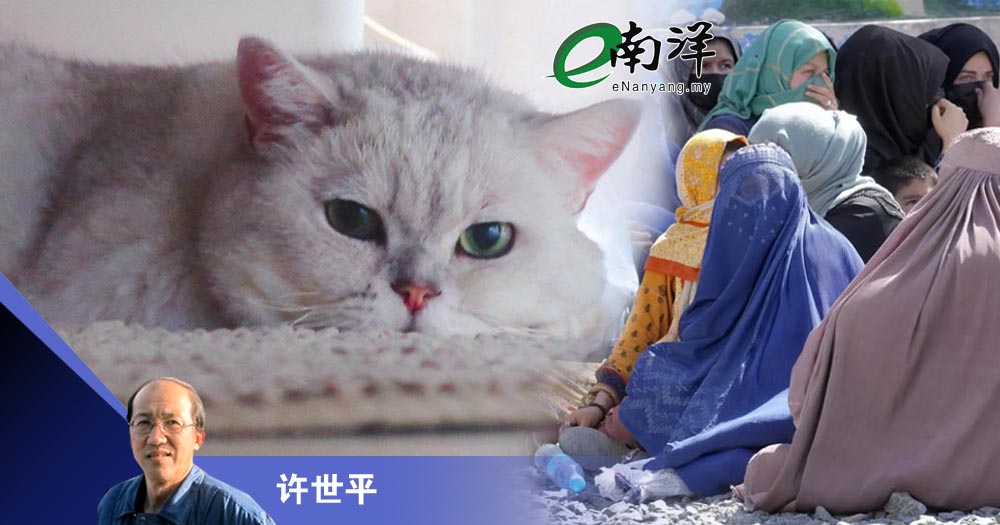 阿富汗自由的猫/许世平