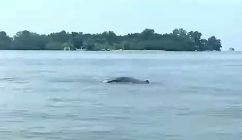 海豚群惊喜现身马六甲海域