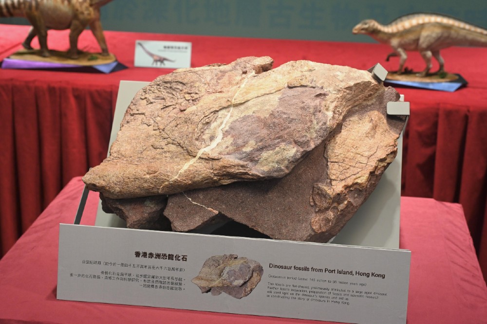 香港首度发现“恐龙化石” 赤洲岛即起封闭