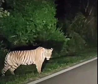缓缓走动注视往来车辆 丰盛港至加亨路现虎踪