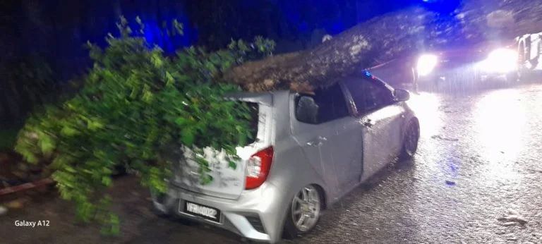 暴风雨造成树倒砸4车 女子受困车内