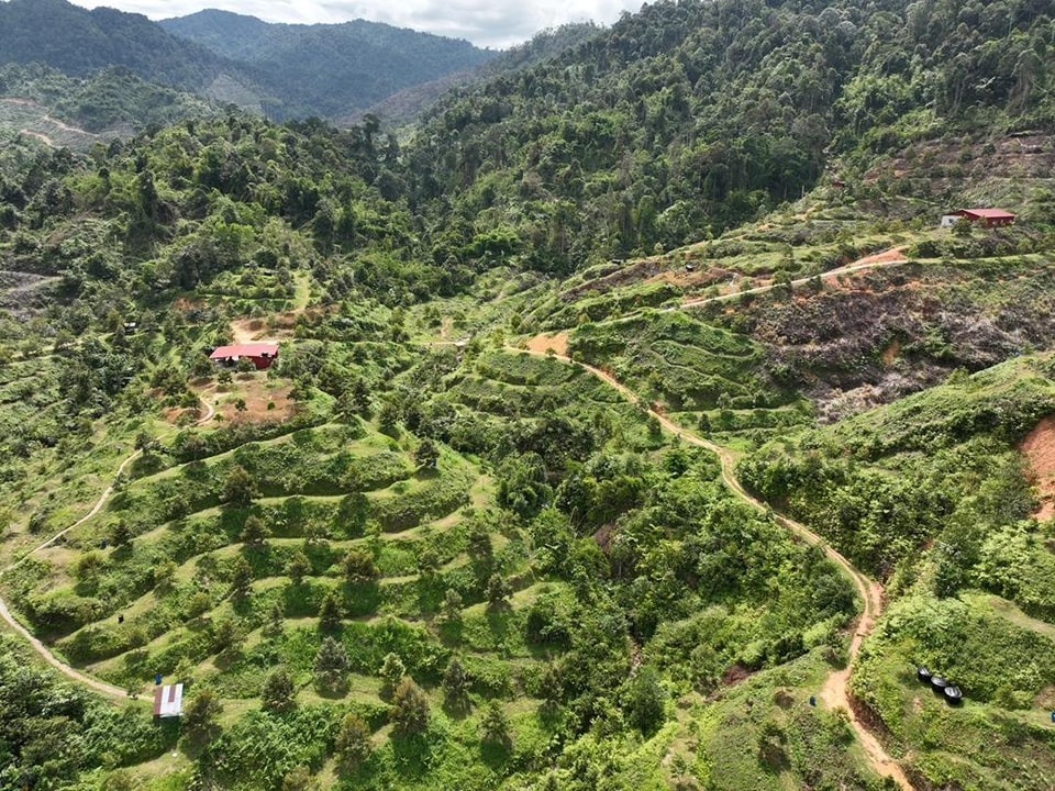 千畝森林保留地遭侵占 彭州大臣下令摧毀榴梿樹