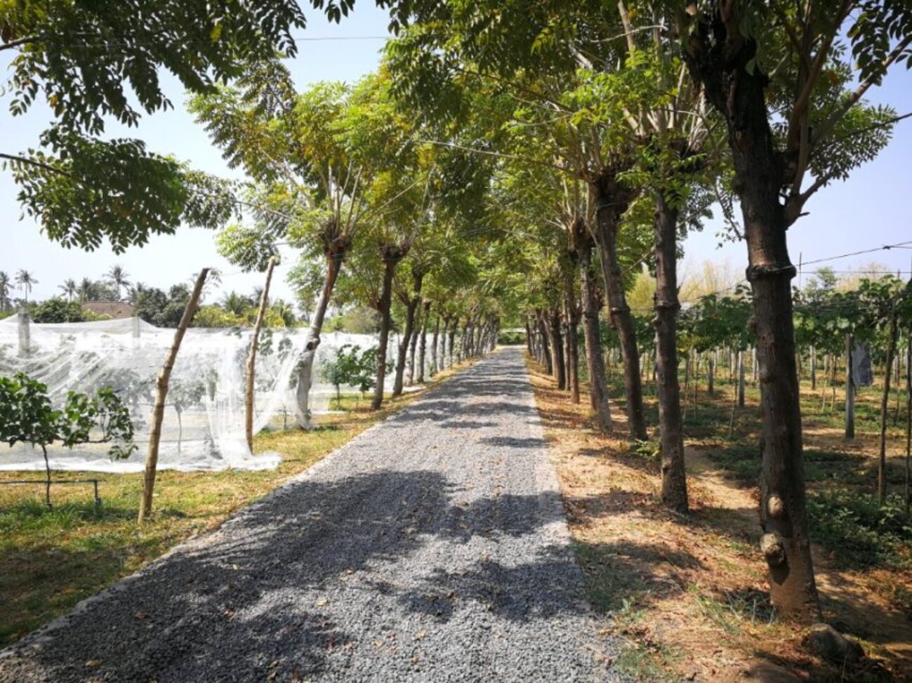 参观峇厘岛首家葡萄酒庄 如何向阳种植防鸟贼?