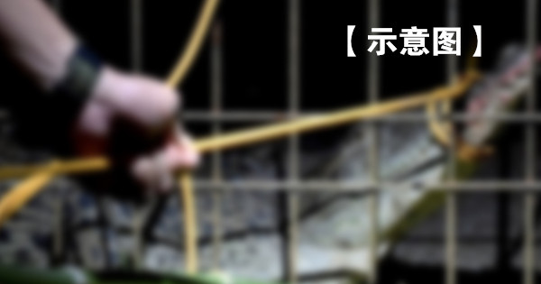多次吞噬村民鱼饵 10尺巨鳄终落网