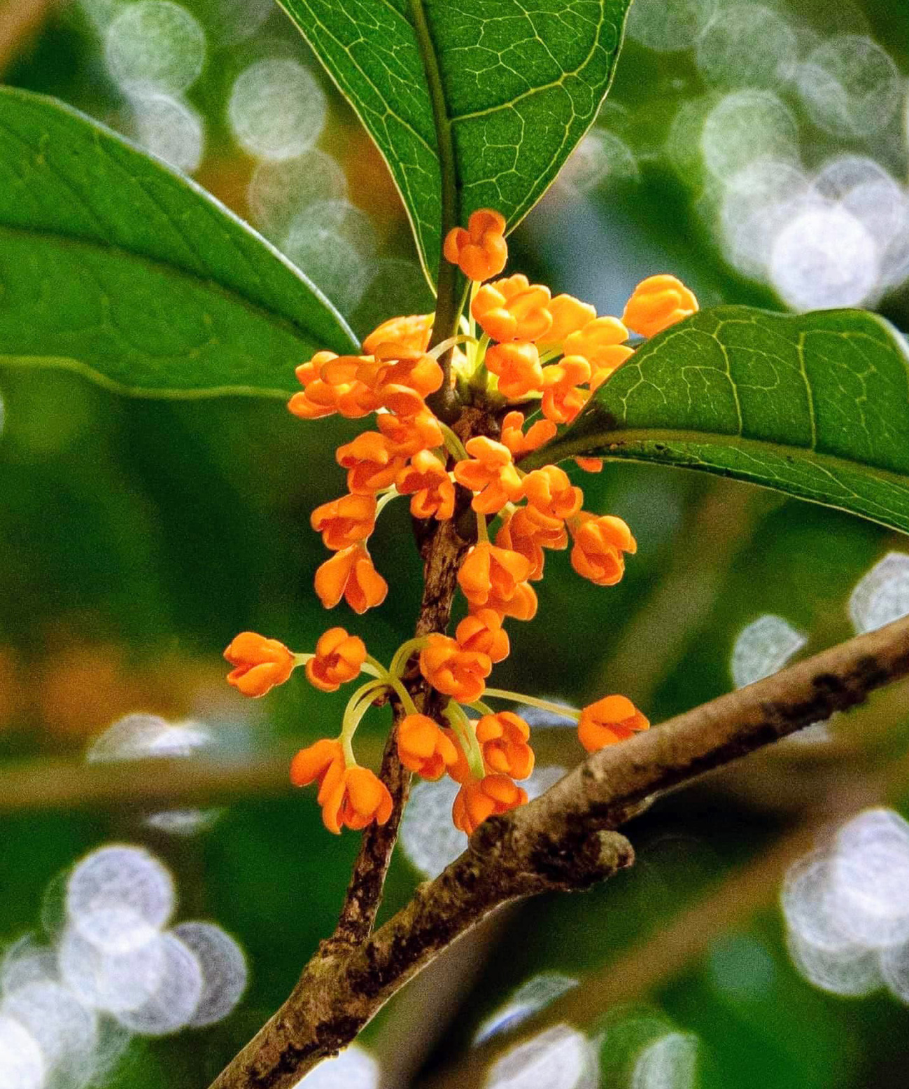 桂花虽小满庭芳/黄福地