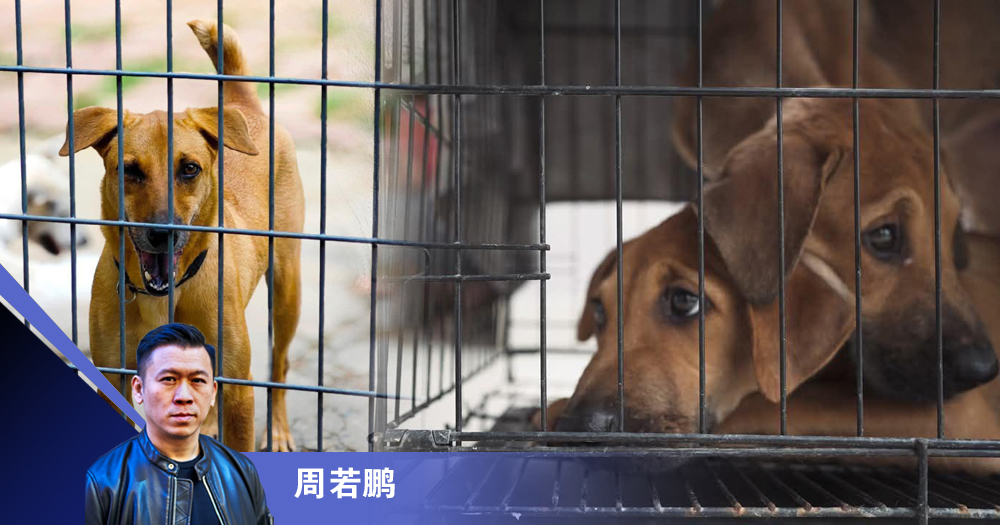 为狗狗绝育吗?/周若鹏