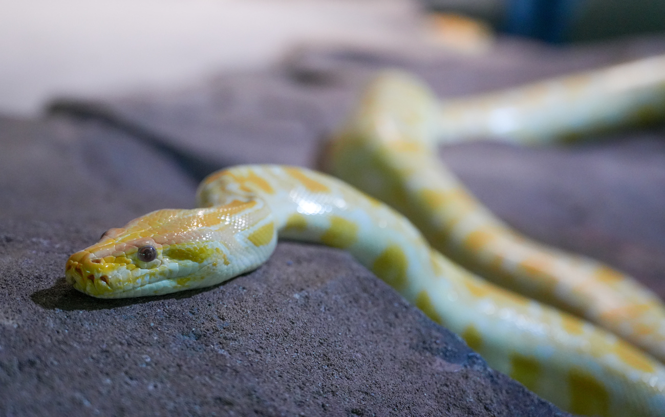 Albino Burmese蟒蛇