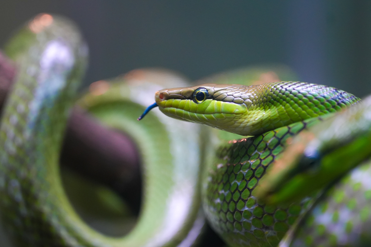 Red tailed racer蛇